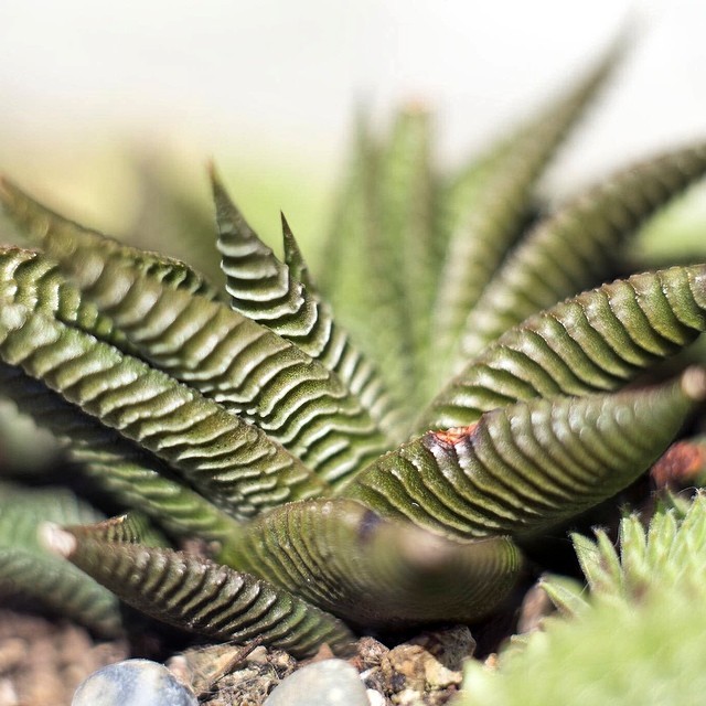 Fairies washboard haworthia: The secret lives of plants. Haworthia limifolia. Detail of leaves.
