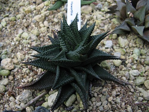 Fairies washboard haworthia: Haworthia limifolia Place:Osaka Prefectural Flower Garden,Osaka,Japan