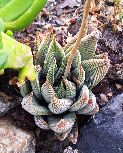 Fairies washboard haworthia: Haworthia limifolia - white tubercles