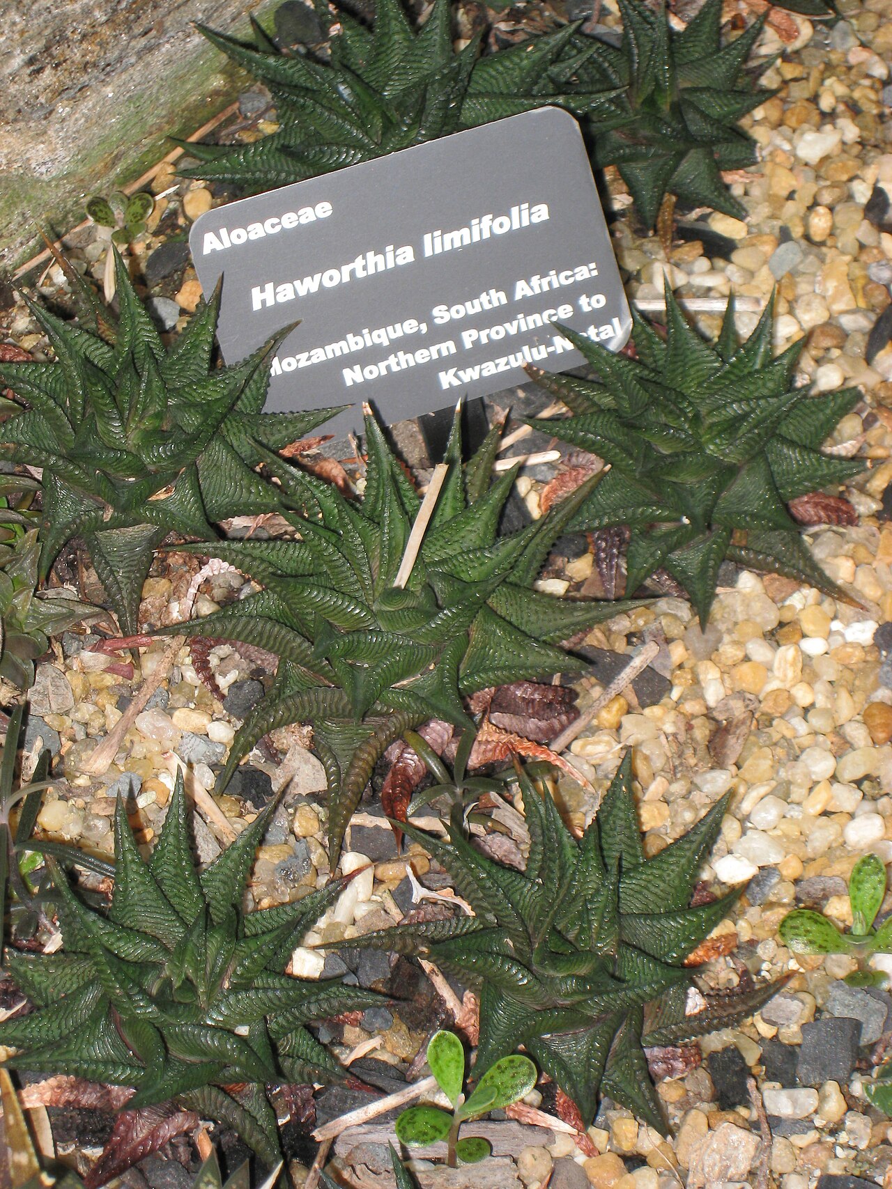Fairies washboard haworthia: Haworthia limifolia. Specimen in the Atlanta Botanical Garden, Atlanta, Georgia, USA.