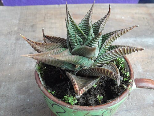 Fairies washboard haworthia: Very attractive.