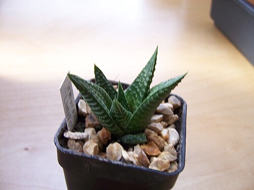 Fairies washboard haworthia: Haworthia Limifolia