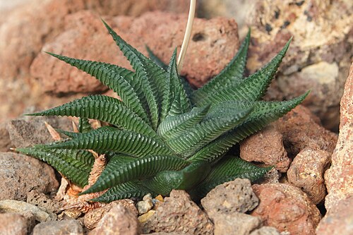 Fairies washboard haworthia: Haworthia limifolia , aus der Familie der Aloaceae im Wüstenhaus .