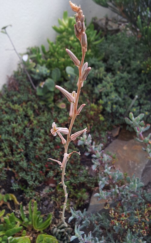 Fairies washboard haworthia: Haworthia limifolia - inflorescence