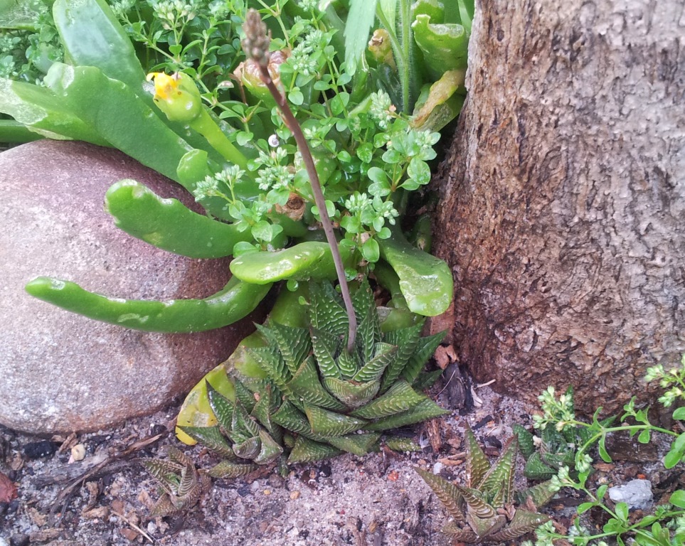 Fairies washboard haworthia: Haworthia limifolia - with offsets and inflorescence