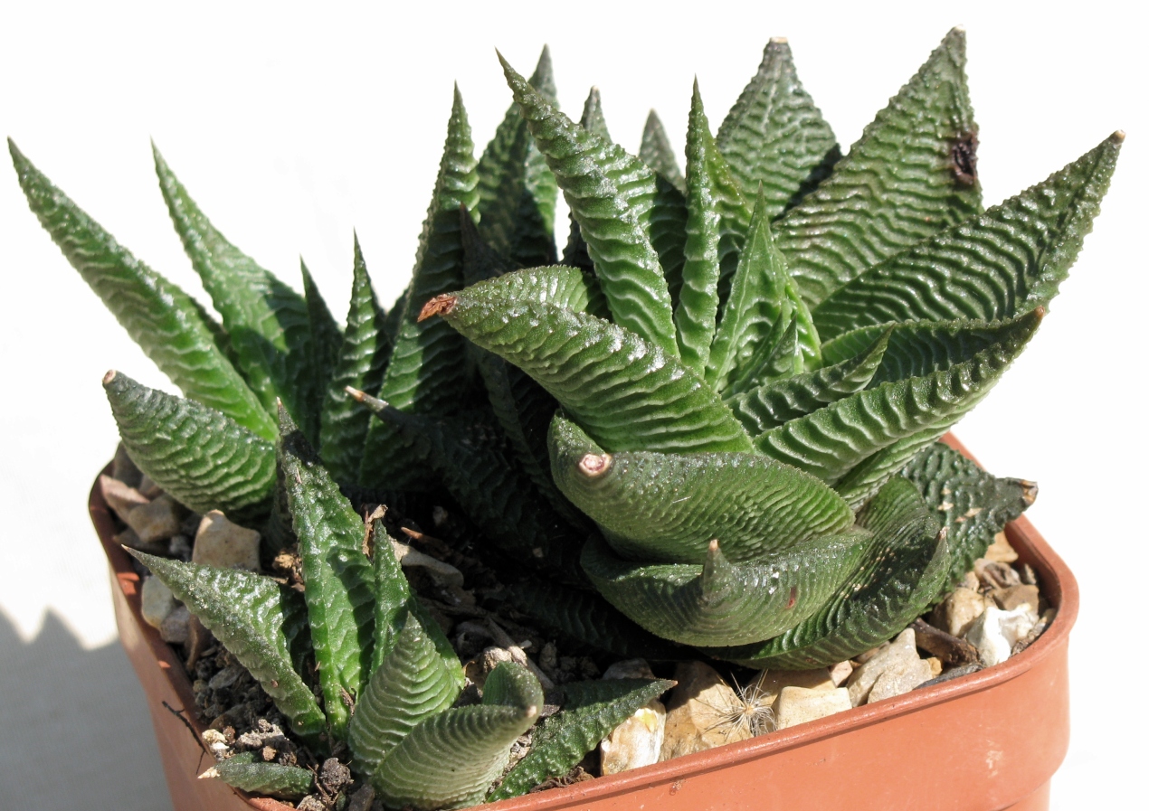Fairies washboard haworthia: Haworthiopsis limifolia