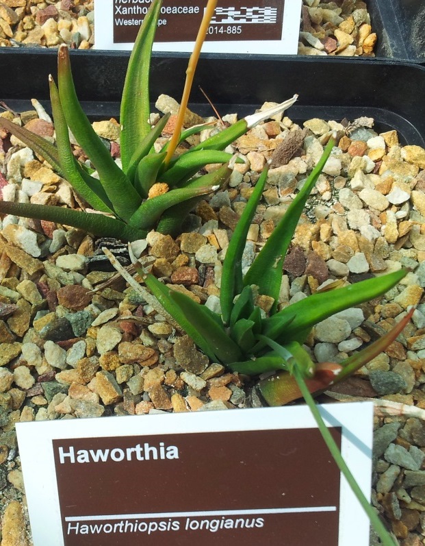 Haworthiopsis longiana: Haworthiopsis longianus AKA Haworthia longiana