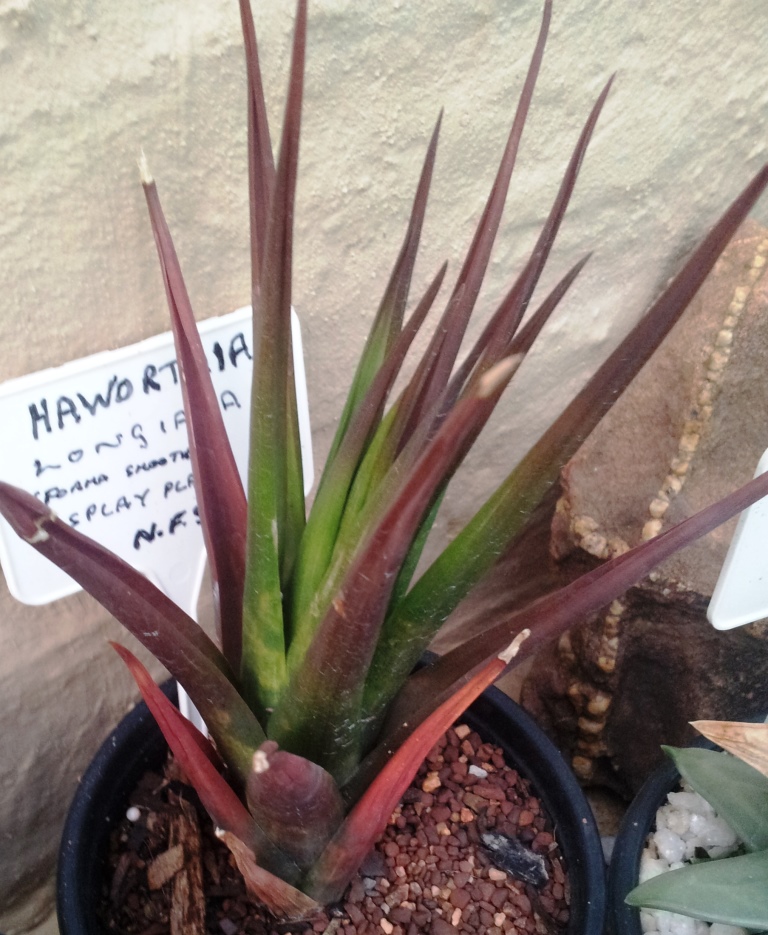 Haworthiopsis longiana: Haworthiopsis longiana