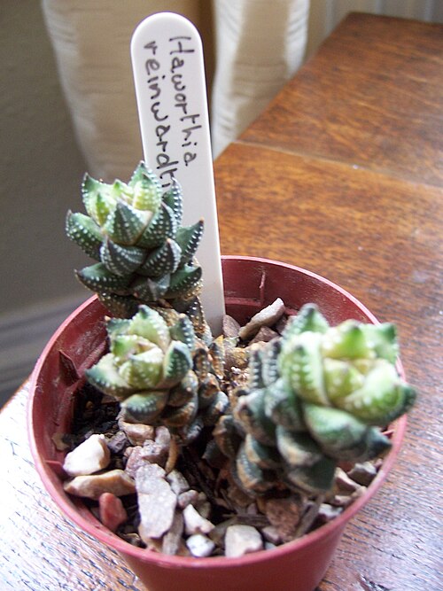 Haworthiopsis reinwardtii: Haworthia coarctata - mislabeled as reinwardtii