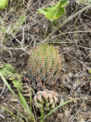 Haworthiopsis reinwardtii (Haworthiopsis reinwardtii)