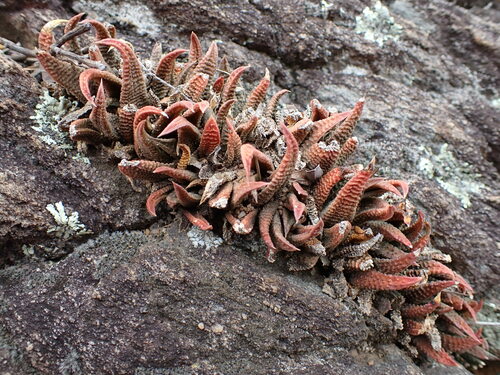 Haworthiopsis scabra (Haworthiopsis scabra)