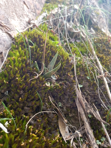 Haworthiopsis scabra (Haworthiopsis scabra)
