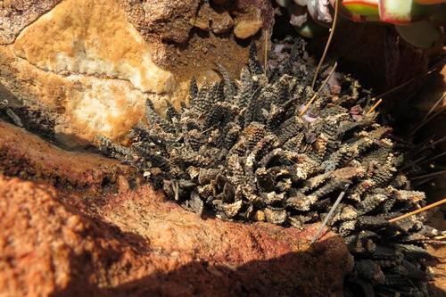 Haworthiopsis scabra (Haworthiopsis scabra)