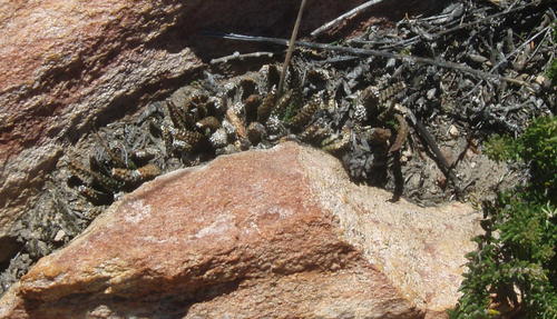 Haworthiopsis scabra (Haworthiopsis scabra)