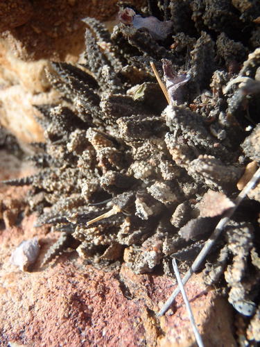 Haworthiopsis scabra (Haworthiopsis scabra)
