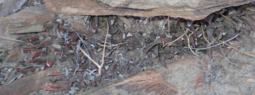 Haworthiopsis scabra (Haworthiopsis scabra)