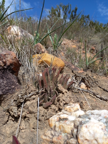 Haworthiopsis scabra (Haworthiopsis scabra)
