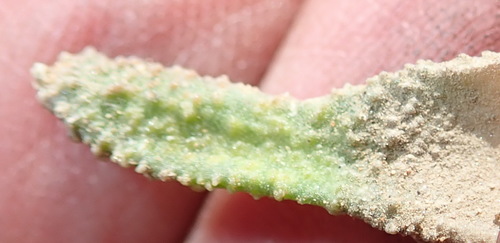 Haworthiopsis scabra (Haworthiopsis scabra)
