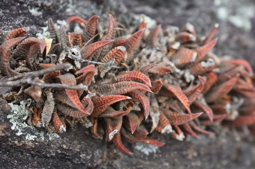 Haworthiopsis scabra (Haworthiopsis scabra)