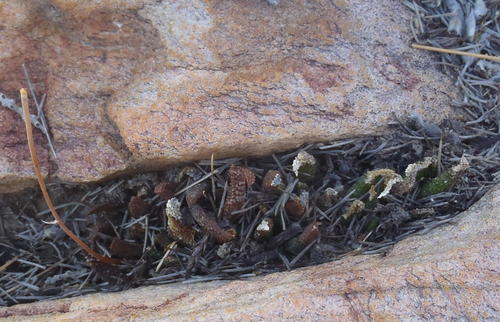 Haworthiopsis scabra (Haworthiopsis scabra)