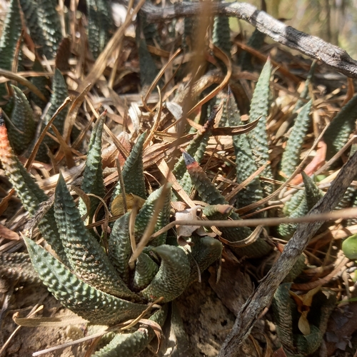 Haworthiopsis scabra (Haworthiopsis scabra)