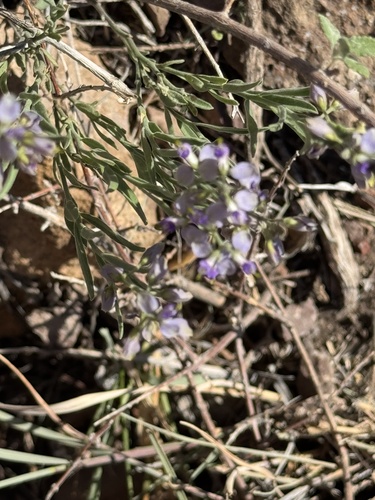 Blue milkwort (Hebecarpa barbeyana)