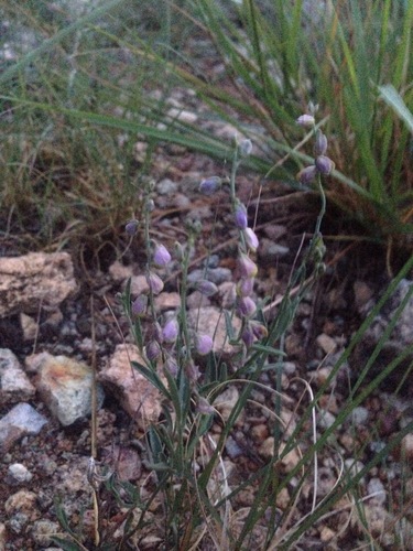 Blue milkwort (Hebecarpa barbeyana)