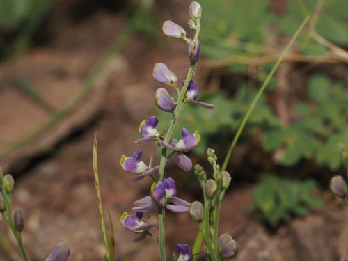 Blue milkwort (Hebecarpa barbeyana)