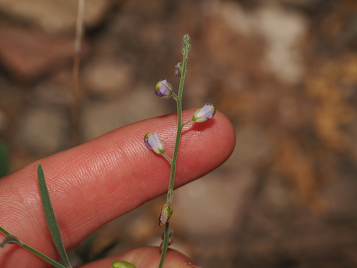 Blue milkwort (Hebecarpa barbeyana)