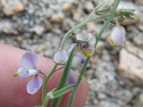 Blue milkwort (Hebecarpa barbeyana)