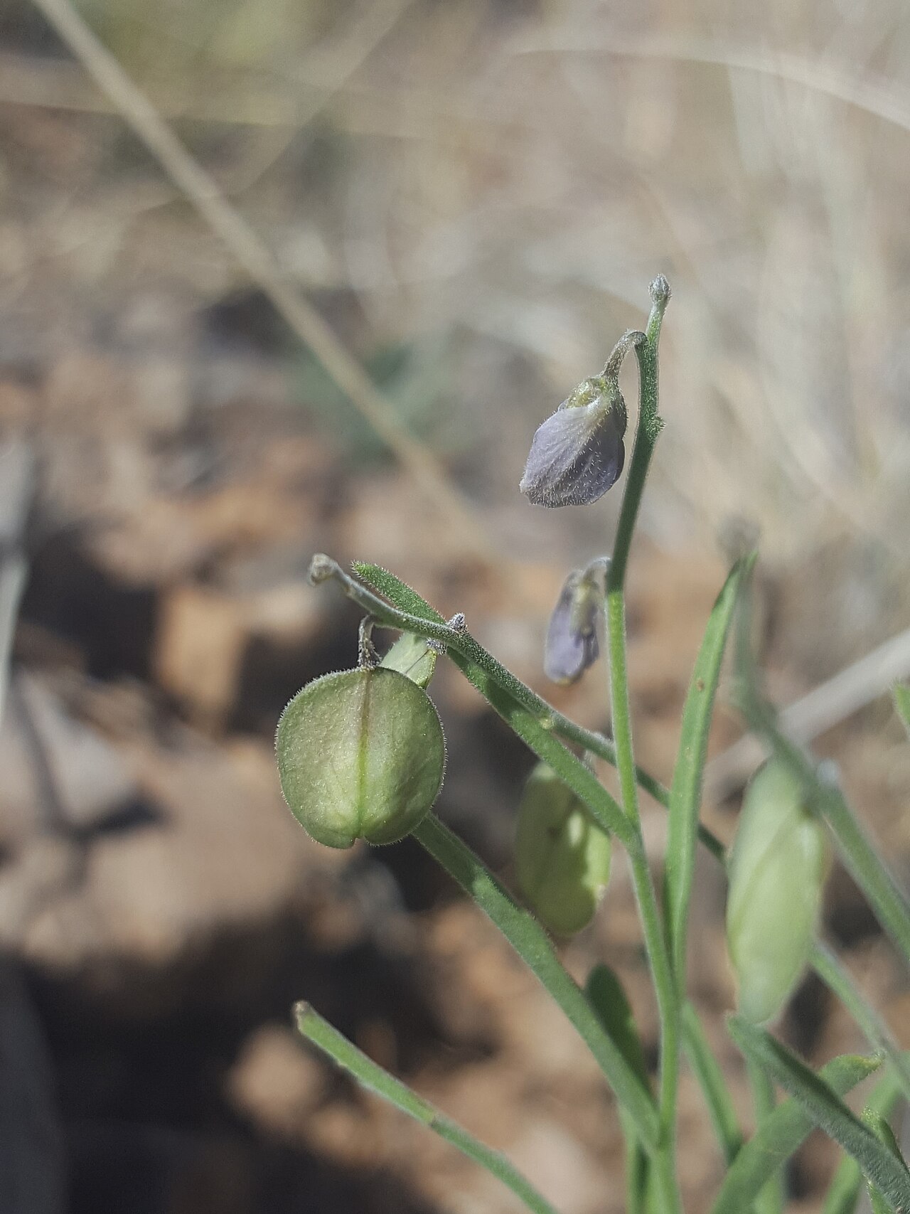 Blue milkwort: Blue Milkwort ( Hebecarpa barbeyana ) in the United States