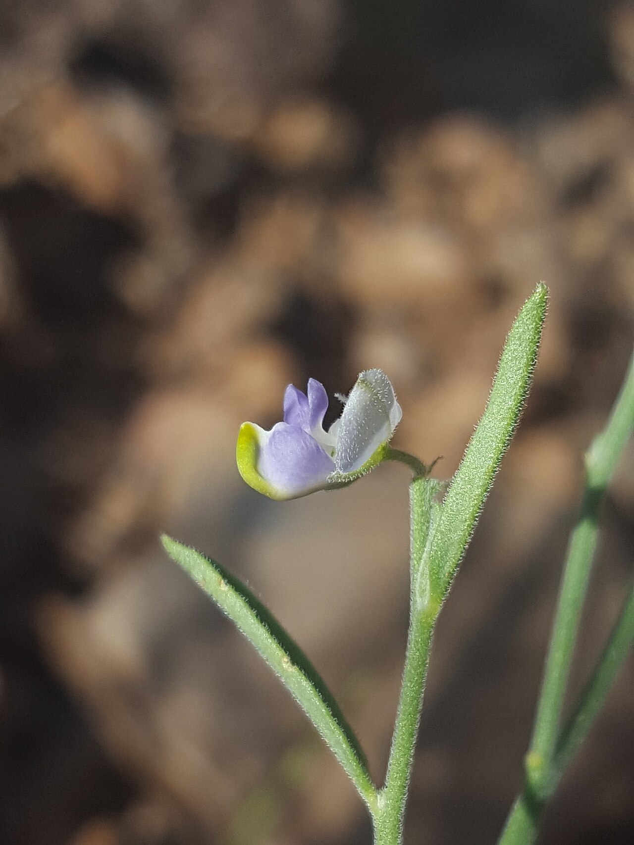 Blue milkwort: Blue Milkwort ( Hebecarpa barbeyana ) in the United States