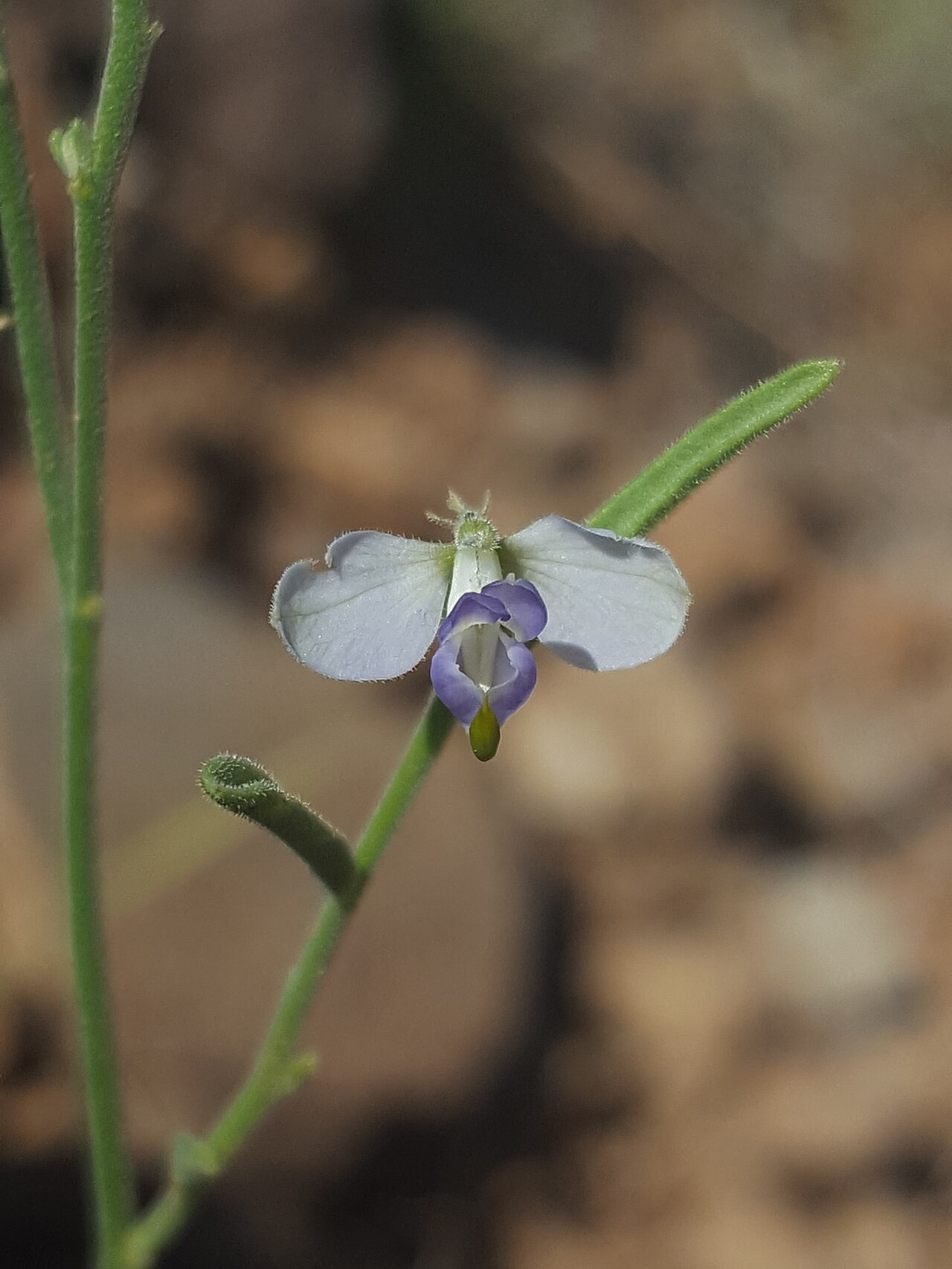 Blue milkwort: Blue Milkwort ( Hebecarpa barbeyana ) in the United States