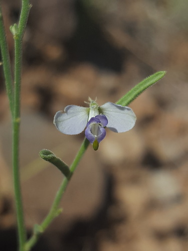 Blue milkwort (Hebecarpa barbeyana)