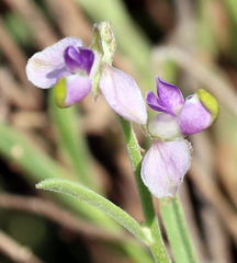 Blue milkwort (Hebecarpa barbeyana)