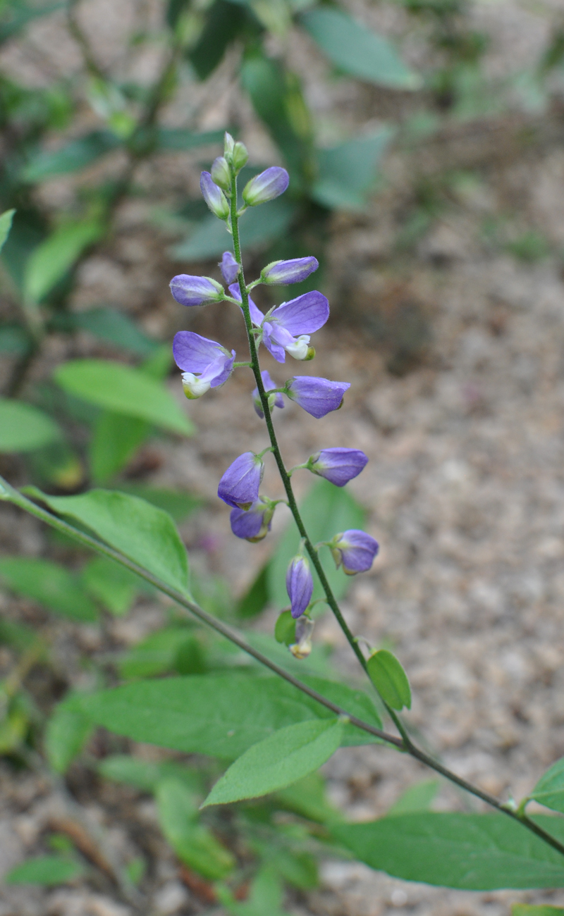 Hebecarpa costaricensis: Polygala antillensis Botanical Conservatory of Brest Native name Conservatoire botanique national de Brest Location Brest , France Coordinates 48° 24′ 10.35″ N,
