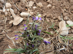 Glandleaf milkwort (Hebecarpa macradenia)
