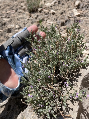 Glandleaf milkwort (Hebecarpa macradenia)