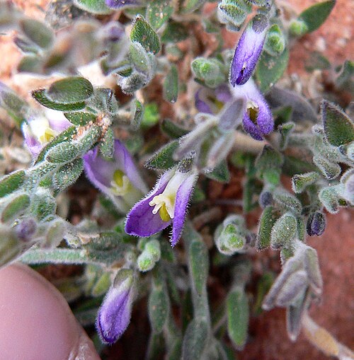 Glandleaf milkwort: Polygala macradenia var. macradenia in the sandstone outcroppings immediately to the north of Ash Creek Spring, Calico Basin, Spring Mountains, southern Nevada