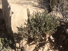 Glandleaf milkwort (Hebecarpa macradenia)