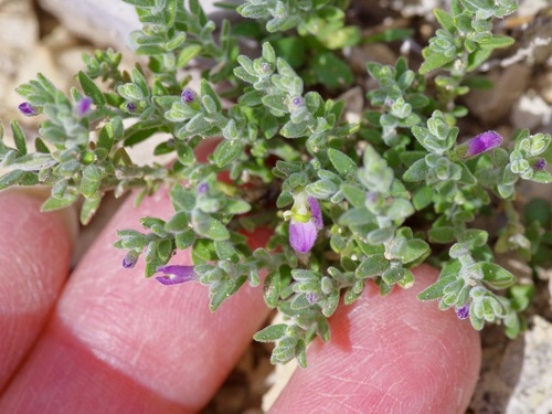 Glandleaf milkwort (Hebecarpa macradenia)