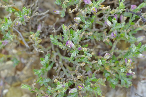 Glandleaf milkwort (Hebecarpa macradenia)