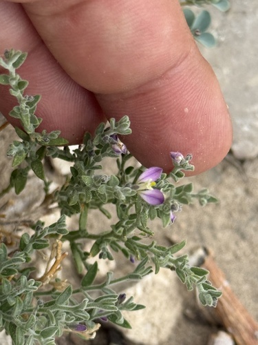 Glandleaf milkwort (Hebecarpa macradenia)