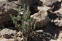 Glandleaf milkwort (Hebecarpa macradenia)