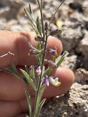 Huachuca Mountain milkwort (Hebecarpa obscura)