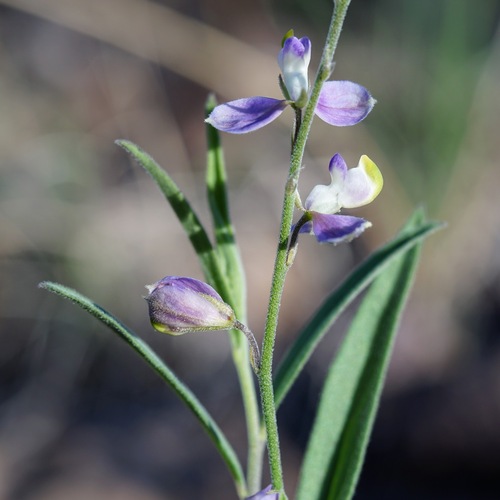 Huachuca Mountain milkwort (Hebecarpa obscura)