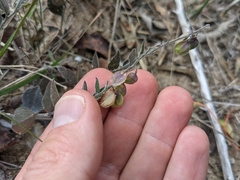 Eggleaf milkwort (Hebecarpa ovatifolia)