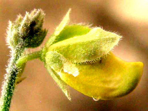 Eggleaf milkwort (Hebecarpa ovatifolia)