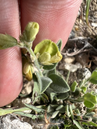 Eggleaf milkwort (Hebecarpa ovatifolia)