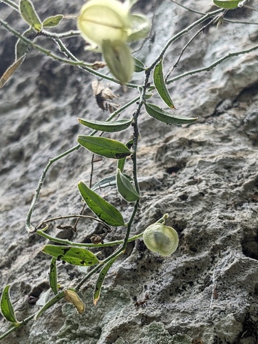 Eggleaf milkwort (Hebecarpa ovatifolia)
